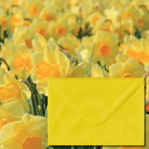 Daffodil Yellow Colour Envelopes