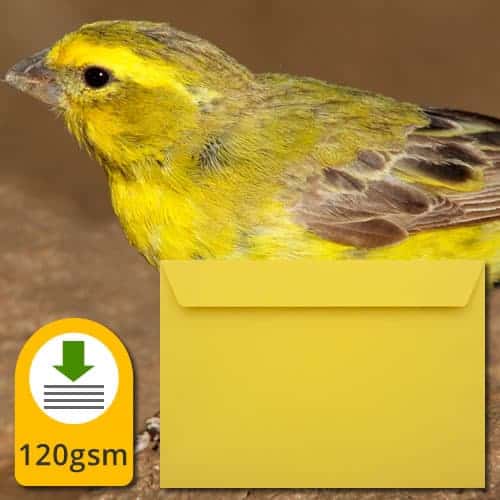 off white yellow canary